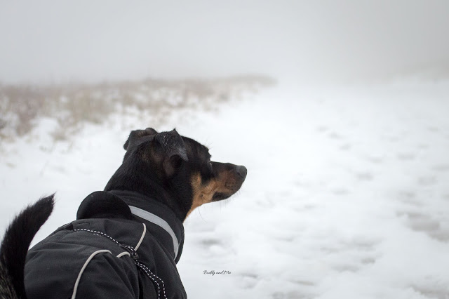 Pinscher Buddy, Hochheide, Winterberg, 2016, Winter, Schnee, Wanderung mit Hund, Winterwanderung, NRW