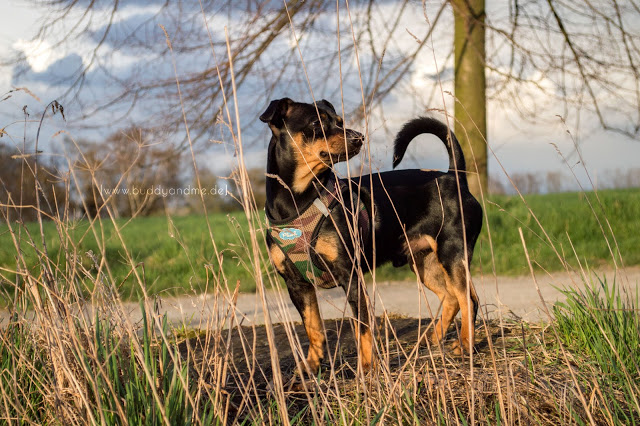Pinscher Buddy, Zwergpinscher, Rüde, Hundeblog, Dogblog, Ruhrgebiet, NRW, Spaziergang mit Hund, Mülheim an der Ruhr, Hundewiese, Natur, Naturschutzgebiet