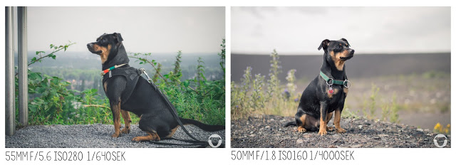 Pinscher Buddy, Buddy and Me, Hundeblog, Dogblog, Hundefotografie, Portrait, Objektiv, Nikon D3200, Nikkor, 50mm 1.8G, 18-55mm 3.5-5.6G, Tipps, Empfehlung, Festbrennweite