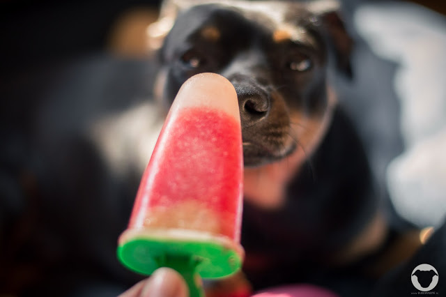 Buddy and Me, Pinscher Buddy, Dogblog, Hundeblog, Rezepte für Hund und Mensch, Hundeeis, Melone, Wassermelone, Wassermelone-Kiwi-Eis, selbstgemacht, DIY, Sommer, Rezepte für heiße Tage