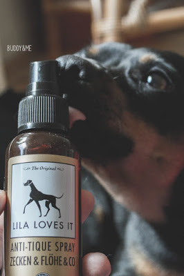Lila Loves It Anti-Tique Spray | Pinscher Buddy | Buddy and Me | Hundeblog | Dogblog | Produkttest | Erfahrungen | natürlicher Zeckenschutz | Prophlaxe | Sommer | Zecken | Hunde | Abwehr | Lavendelöl | Kokosöl | Eukalyptus