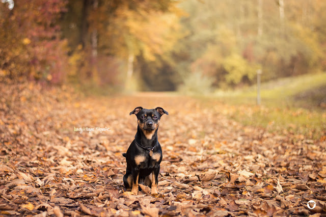 Pinscher Buddy, Buddy and Me, Hundeblog, Dogblog, Zwergpinscher, Leben mit Hund, Hundefotografie, Herbst, Laub, bunte Blätter, goldener Oktober
