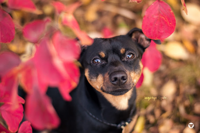 Pinscher Buddy, Buddy and Me, Hundeblog, Dogblog, Zwergpinscher, Leben mit Hund, Hundefotografie, Herbst, Laub, bunte Blätter, goldener Oktober