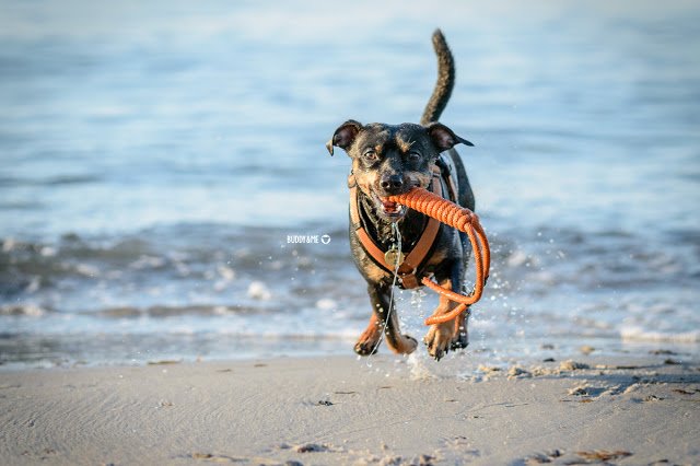 Pinscher Buddy apportiert sein Spiely am Strand von Zingst