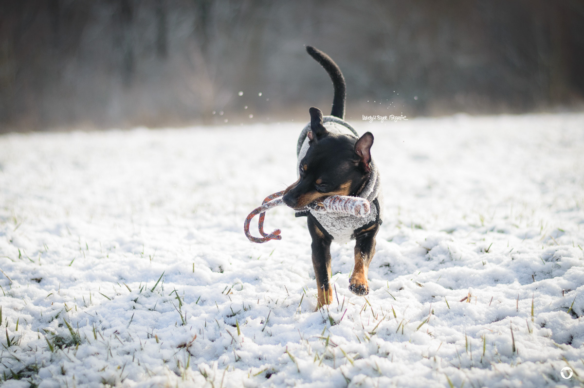 Pinscher Buddy, Buddy and Me, Hundeblog, Dogblog, Winter, Schnee, Hundekleidung, Hund im Winter, fit, gesund, Pflege