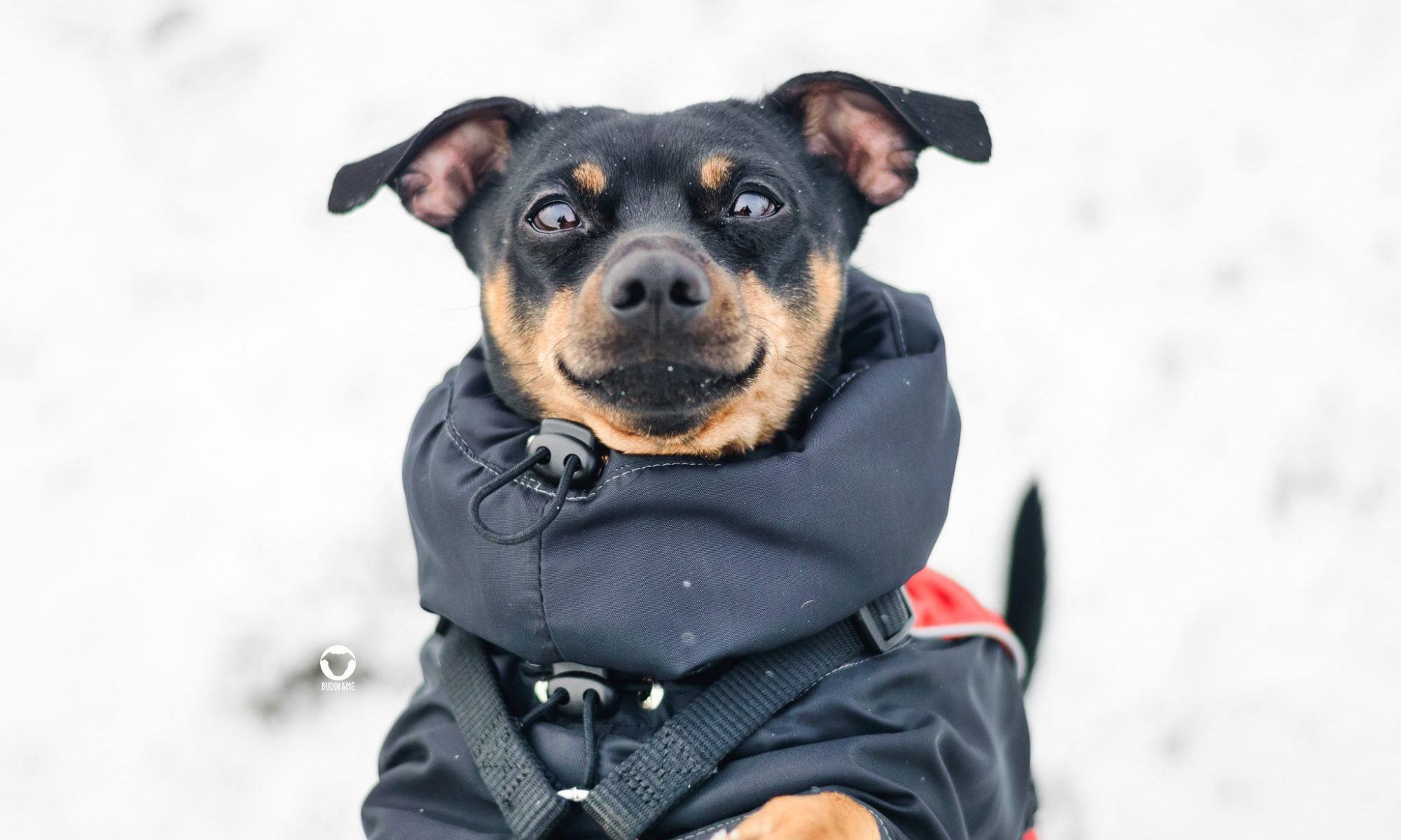 Pinscher Buddy, Buddy and Me, Hundeblog, Dogblog, Ruhrgebiet, Essen, kleine Hunde, Winter, Hundemantel, Schnee, 2019, Wald