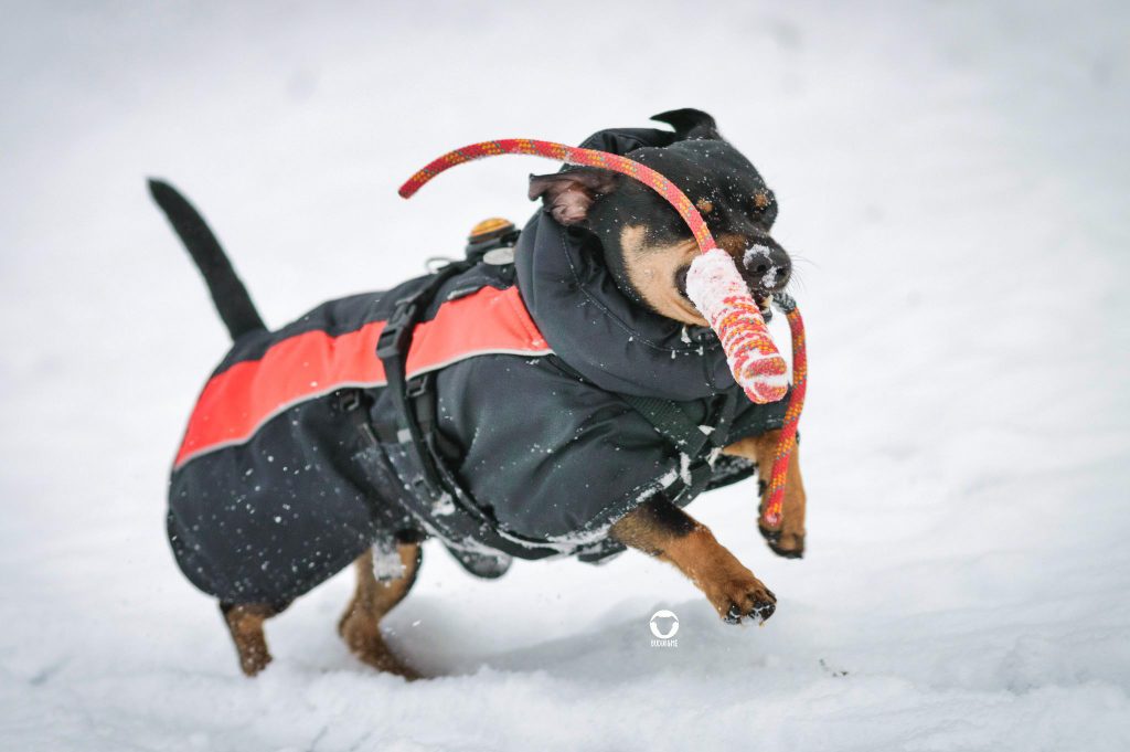 Pinscher Buddy, Buddy and Me, Hundeblog, Dogblog, Schnee, Ruhrgebiet, 2019, Januar, Winter, Apportieren, Spiely, Hundemantel, Bewegung