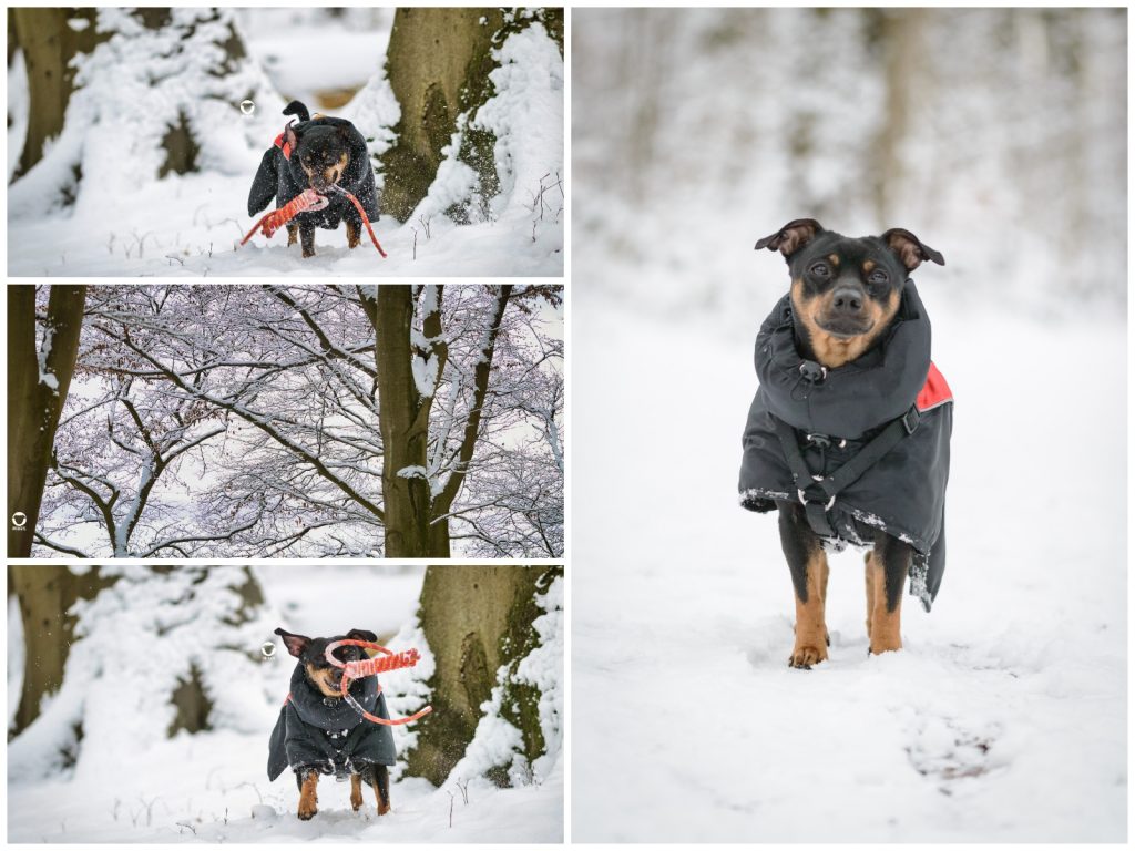 Pinscher Buddy, Buddy and Me, Hundeblog, Dogblog, Schnee, Ruhrgebiet, 2019, Januar, Winter, Apportieren, Spiely, Hundemantel, Bewegung