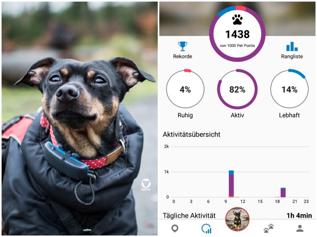 Pinscher Buddy, Buddy and Me, Hundeblog, Dogblog, Ruhrgebiet, Leben mit Hund, Hundealltag, GPS Tracker, Tractive, Erfahrungen, Test, Aktivitätstracking für Hunde
