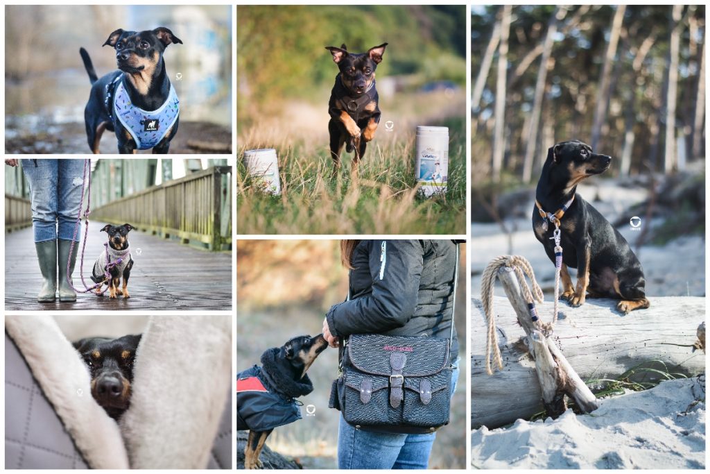 Pinscher Buddy, Buddy and Me, Hundeblog, Dogblog, Ruhrgebiet, Leben mit Hund, Hundealltag