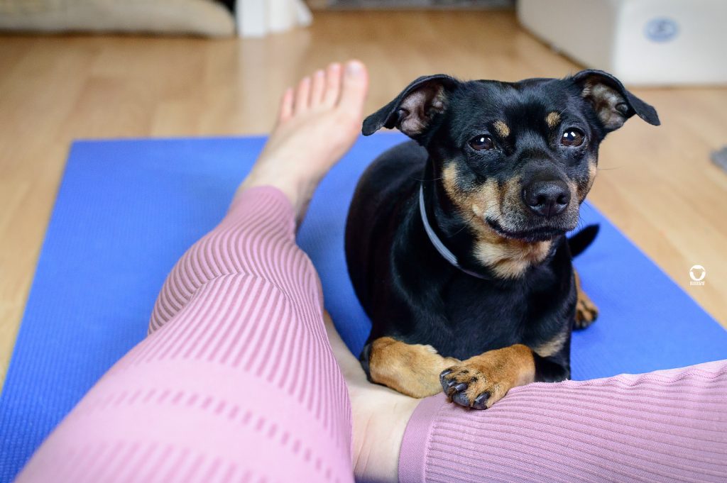 Mit Buddy auf der Yoga Matte - Pinscher Buddy liegt auf Frauchens Beinen nach dem Workout