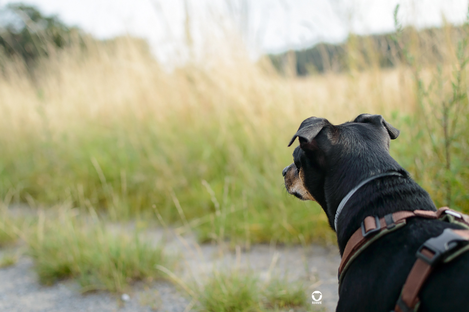 Sommerspaziergang - Pinscher Buddy schaut einen geschotterten Feldweg entlang