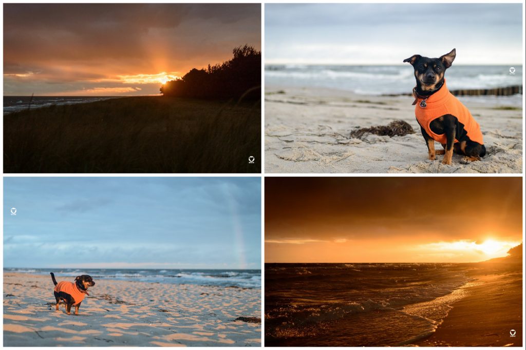 Zingst 2021 - Sonnenaufgang am Strand, ein Regenbogen über der Ostsee, Pinscher Buddy sitzt in seinem orangenen Hundepulli am Strand