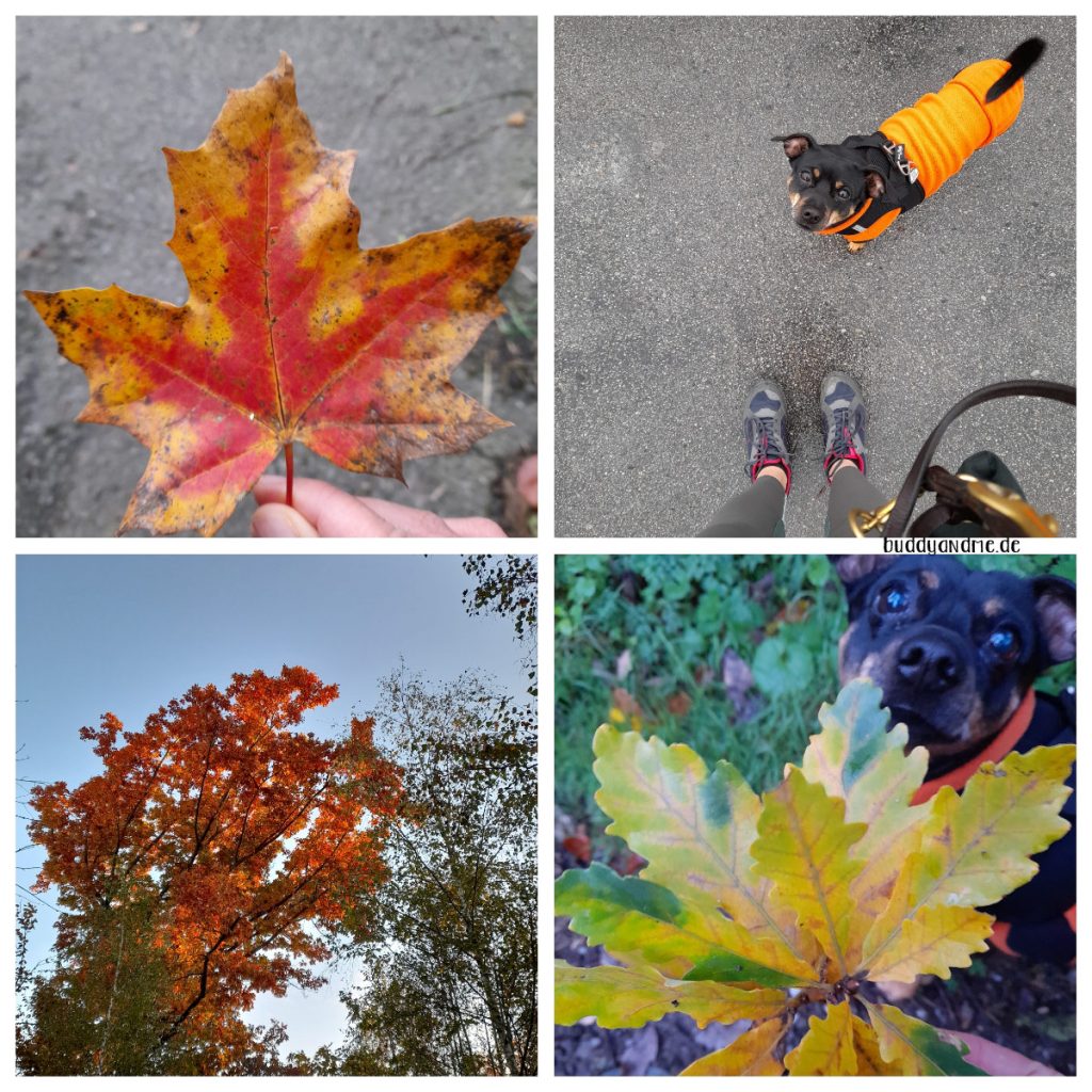 Schnappschüsse Oktober 2021 - Herbststimmung mit bunten Blättern, rotgelben Baumkronen und Pinscher Buddy in orangenem Hundepulli