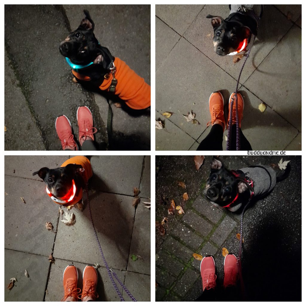Joggen mit Hund - Pinscher Buddy und mit Zweibeiner im Laufoutfit