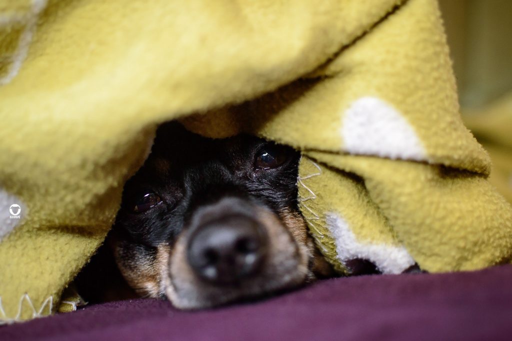 Pinscher Buddy - liegt unter einer grünen Decke versteckt und schaut nur mit Nase und Augen raus