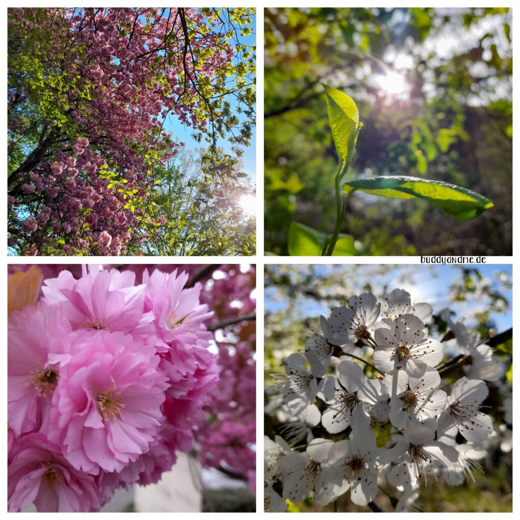 Schnappschüsse April 22 - Die Natur erwacht, Kirschblüten, grüne Bäume, Obstblüten, Sonnenschein