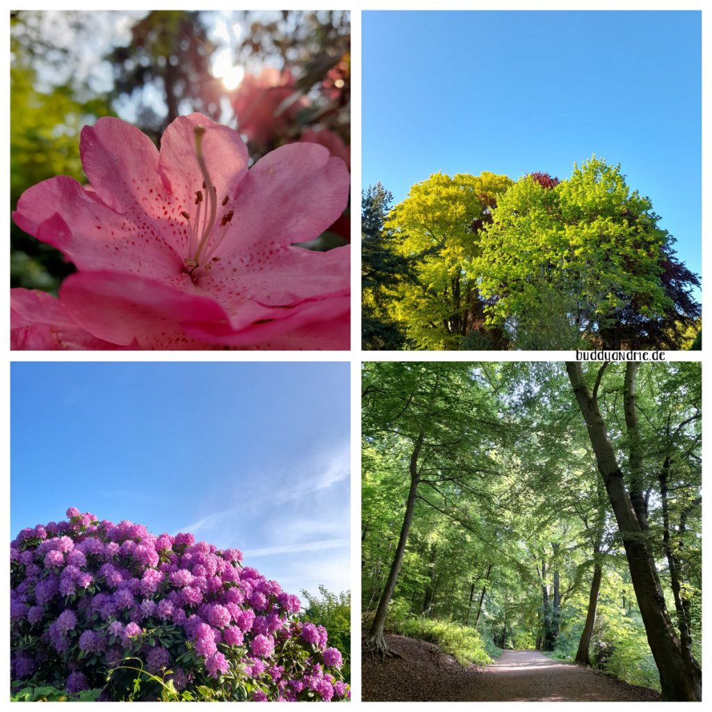 Monatsschnappschüsse Mai 22, Natur, Sonnenlicht scheint durch rosa Blüte, grüne Baumkrone vor blauem Himmel, der Wald dicht und grün