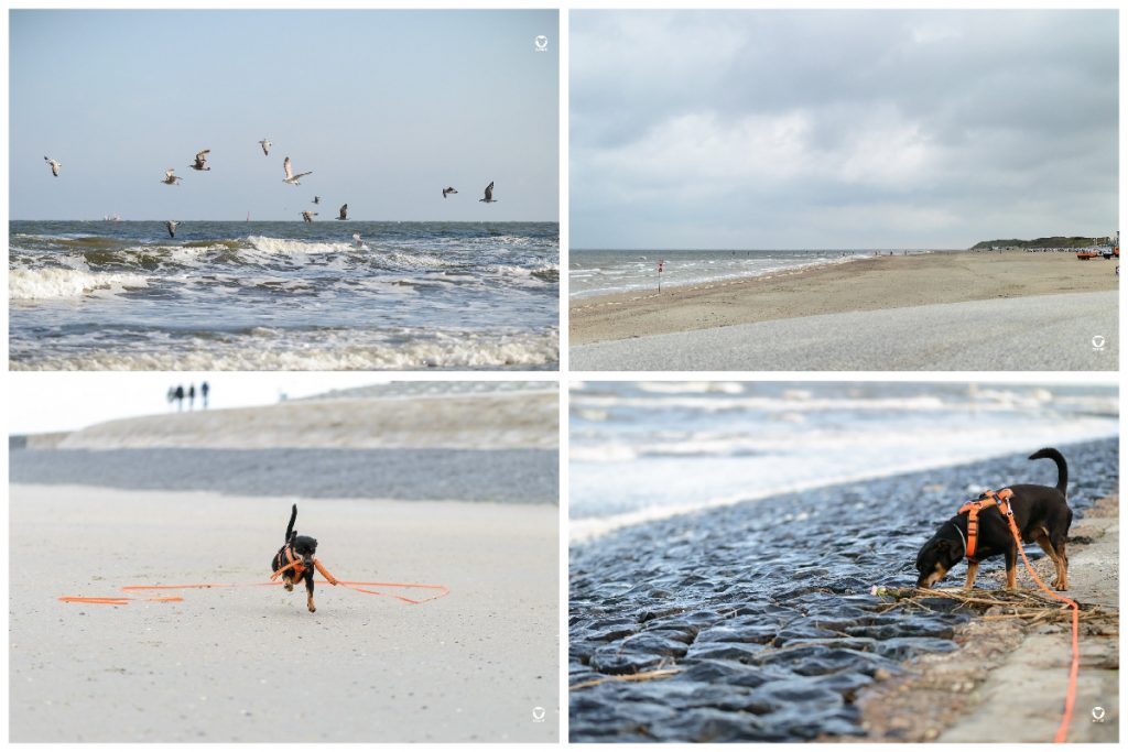 Spaziergänge am Meer auf Norderney, Möwen fliegen über den Wellen, der einsame Nordstrand am Morgen, Pinscher Buddy flitzt mit seinem Spiely, Buddy hat viel zu schnüffeln