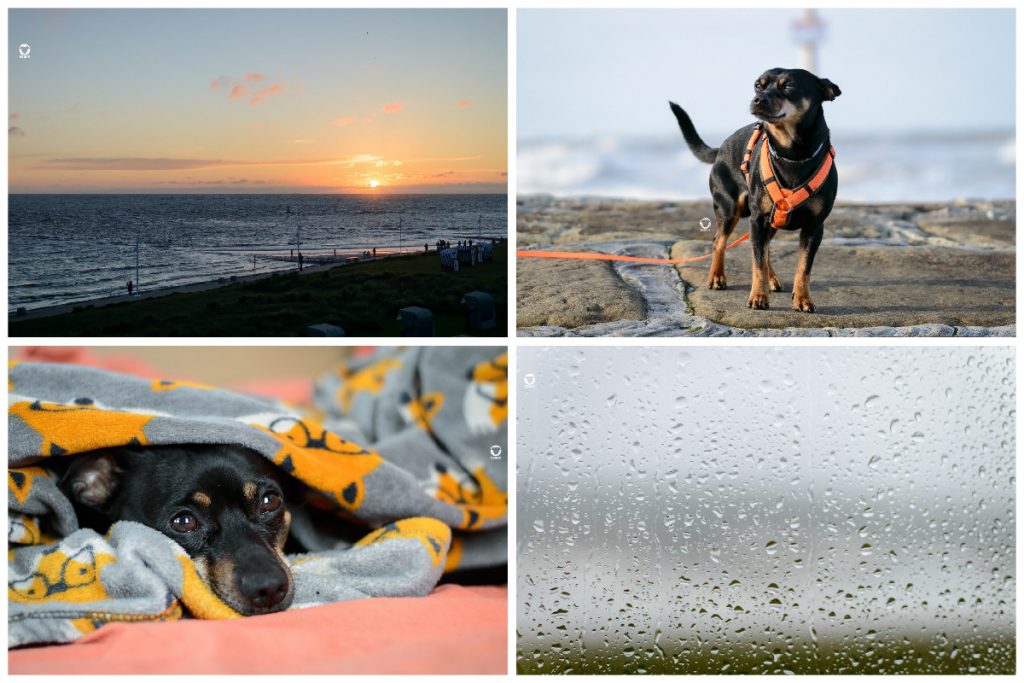 Hundeurlaub auf Norderney - Blick aus dem Fenster, Sonnenuntergang über dem Meer, Pinscher Buddy vor dem stürmischen Meer, Buddy eingekuschelt im Appartment, Regen an der Fensterscheibe