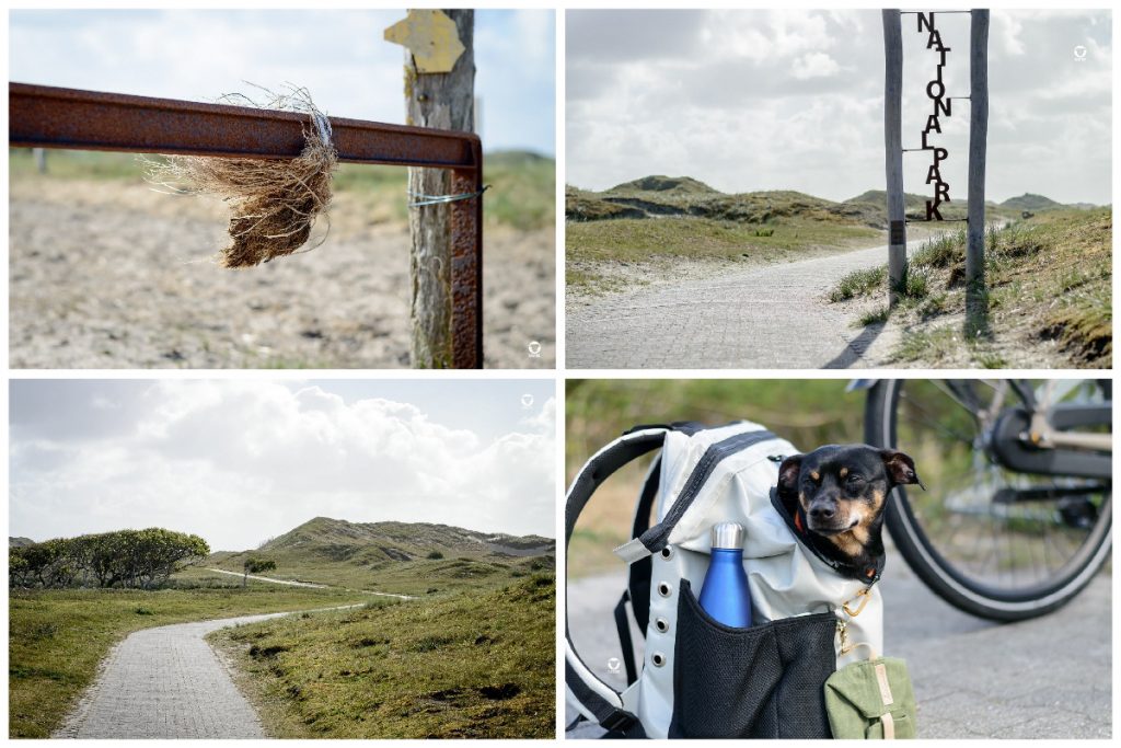 Unterwegs im Nationalpark auf Norderney, Zuckerpad, grüne Dünen, Pinscher Buddy im Hunderucksack vor den geparkten Fahrrädern
