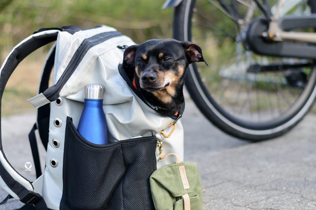Radfahren mit kleinem Hund - Pinscher Buddy ist bereit in seinem Hunderucksack
