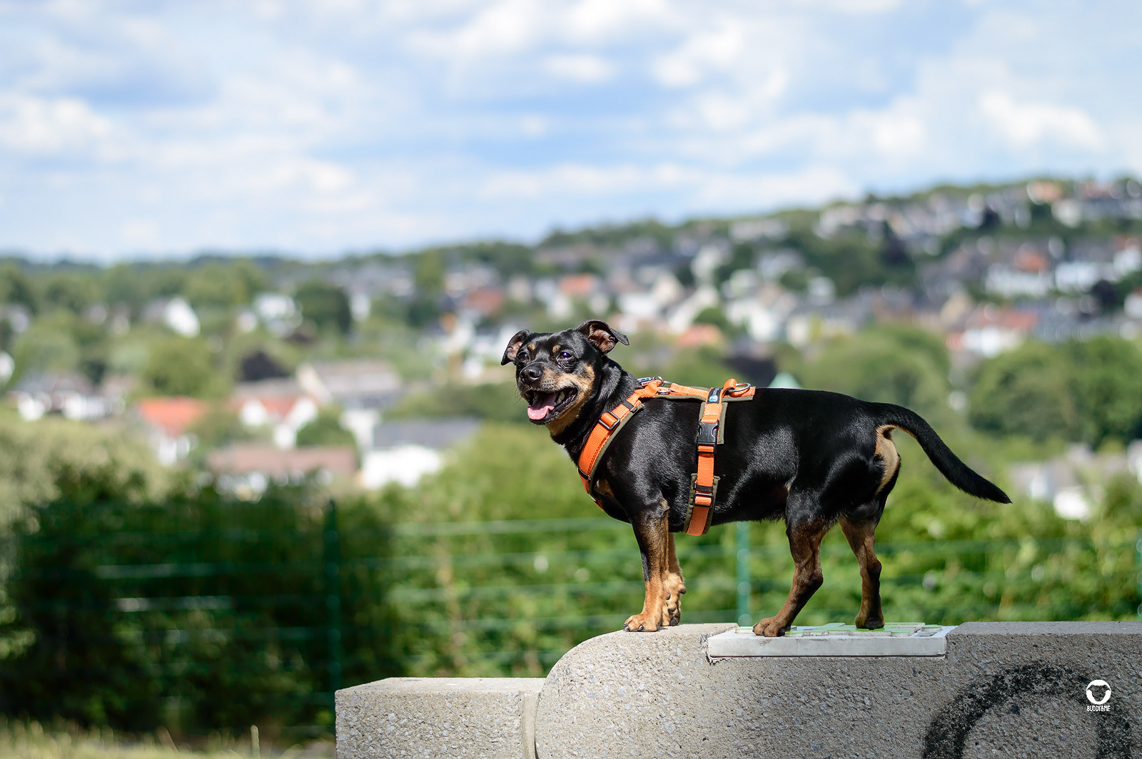 Pinscher Buddy am Aussichtspunkt Heissiwald auf dem Essener Baldeneysteig