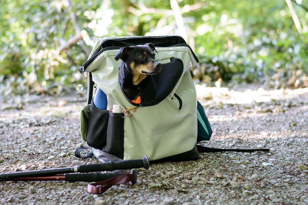 Pinscher Buddy macht in seinem Hunderucksack eine Pause vom Wandern