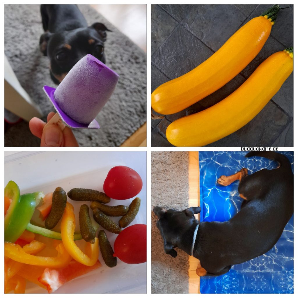 Schnappschüsse August 22 - Hochsommerwetter, Zwergeneis, Zucchinis aus dem Garten, Gemüsesnacks, Pinscher Buddy auf seiner Kühlmatte